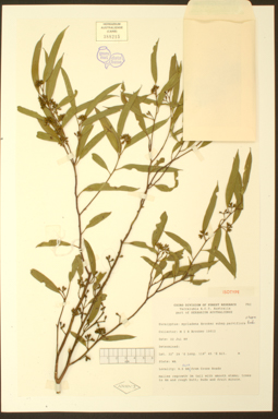 APII jpeg image of Eucalyptus myriadena  © contact APII