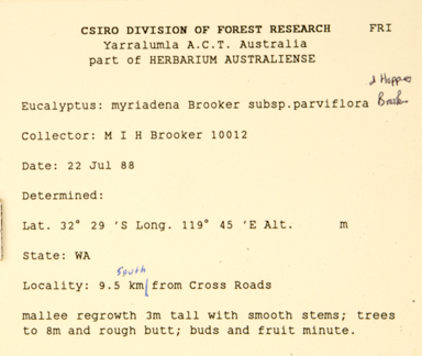 APII jpeg image of Eucalyptus myriadena  © contact APII