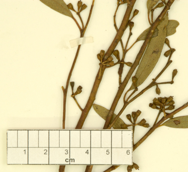 APII jpeg image of Eucalyptus myriadena  © contact APII