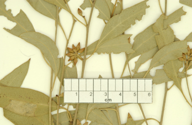 APII jpeg image of Eucalyptus nandewarica  © contact APII