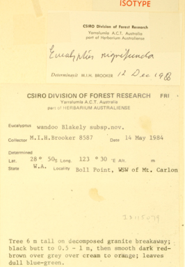 APII jpeg image of Eucalyptus nigrifunda  © contact APII