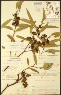 APII jpeg image of Eucalyptus obtusiflora subsp. cowcowensis  © contact APII