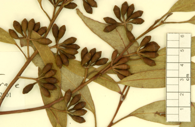 APII jpeg image of Eucalyptus obtusiflora subsp. cowcowensis  © contact APII