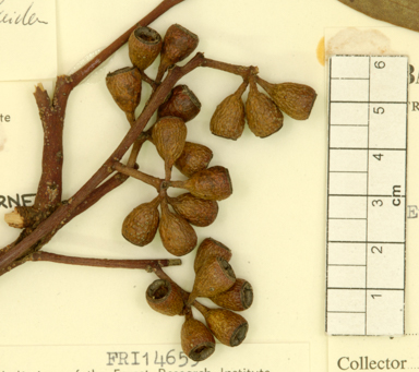 APII jpeg image of Eucalyptus obtusiflora subsp. cowcowensis  © contact APII