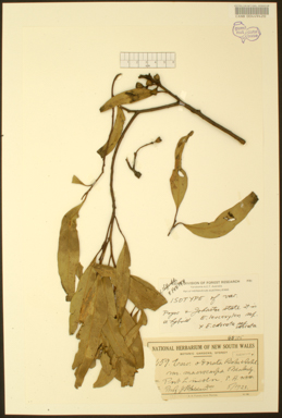 APII jpeg image of Eucalyptus albopurpurea  © contact APII