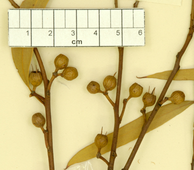 APII jpeg image of Eucalyptus kochii subsp. borealis  © contact APII