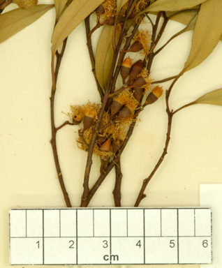 APII jpeg image of Eucalyptus kochii subsp. borealis  © contact APII