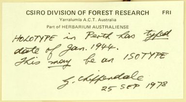 APII jpeg image of Eucalyptus kochii subsp. borealis  © contact APII