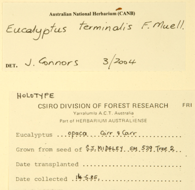 APII jpeg image of Eucalyptus terminalis  © contact APII