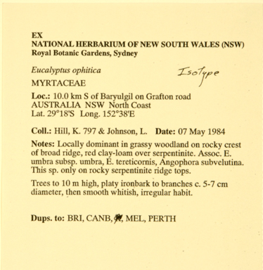 APII jpeg image of Eucalyptus ophitica  © contact APII