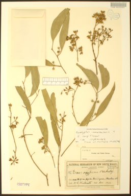 APII jpeg image of Eucalyptus camaldulensis x largiflorens  © contact APII