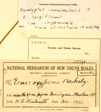 APII jpeg image of Eucalyptus camaldulensis x largiflorens  © contact APII
