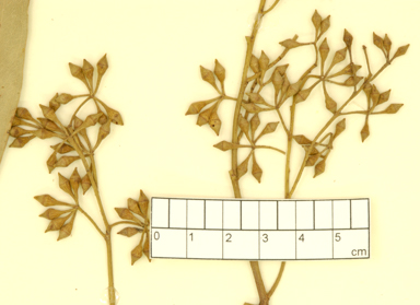 APII jpeg image of Eucalyptus camaldulensis x largiflorens  © contact APII