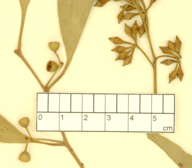 APII jpeg image of Eucalyptus camaldulensis x largiflorens  © contact APII