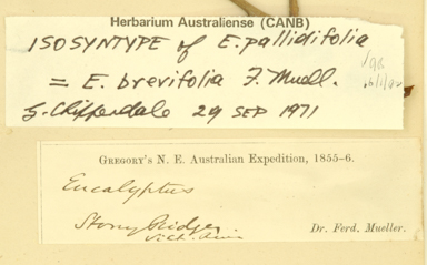 APII jpeg image of Eucalyptus brevifolia  © contact APII