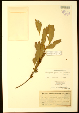 APII jpeg image of Eucalyptus pauciflora  © contact APII