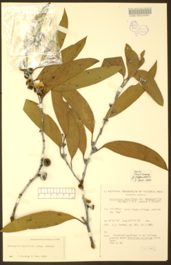 APII jpeg image of Eucalyptus pauciflora subsp. hedraia  © contact APII