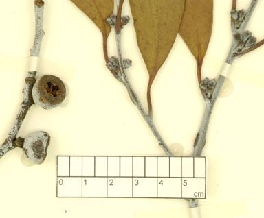 APII jpeg image of Eucalyptus pauciflora subsp. hedraia  © contact APII