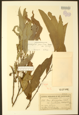 APII jpeg image of Eucalyptus pauciflora subsp.  © contact APII