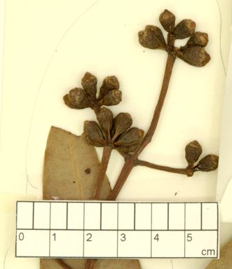 APII jpeg image of Eucalyptus peltata subsp. dimorpha  © contact APII