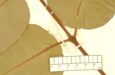 APII jpeg image of Eucalyptus peltata subsp. dimorpha  © contact APII