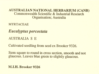 APII jpeg image of Eucalyptus percostata  © contact APII