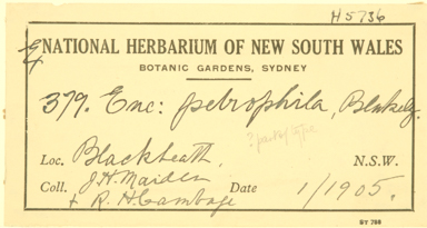 APII jpeg image of Eucalyptus blaxlandii x racemosa  © contact APII