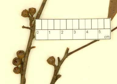 APII jpeg image of Eucalyptus blaxlandii x racemosa  © contact APII