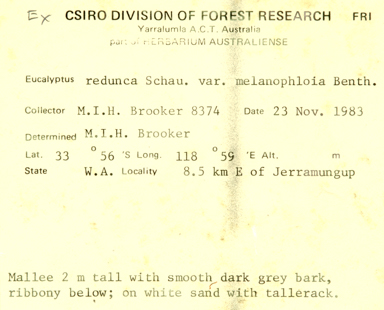 APII jpeg image of Eucalyptus phaenophylla subsp. interjacens  © contact APII