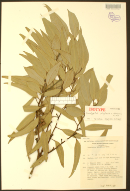 APII jpeg image of Eucalyptus decipiens x virginea  © contact APII