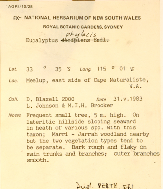 APII jpeg image of Eucalyptus decipiens x virginea  © contact APII