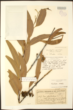 APII jpeg image of Eucalyptus pyrocarpa  © contact APII