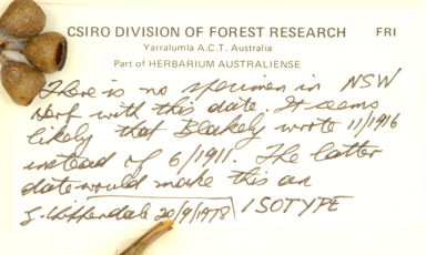 APII jpeg image of Eucalyptus pyrocarpa  © contact APII