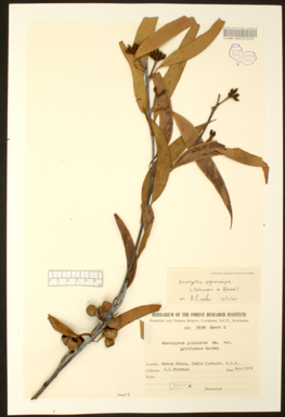 APII jpeg image of Eucalyptus pyrocarpa  © contact APII