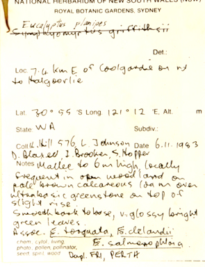 APII jpeg image of Eucalyptus planipes  © contact APII