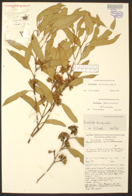 APII jpeg image of Eucalyptus brachycalyx  © contact APII