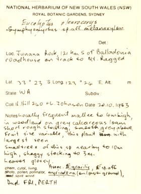 APII jpeg image of Eucalyptus brachycalyx  © contact APII