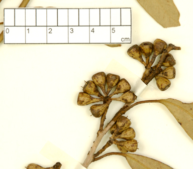 APII jpeg image of Eucalyptus brachycalyx  © contact APII