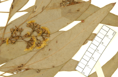 APII jpeg image of Eucalyptus polyanthemos subsp. longior  © contact APII