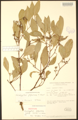 APII jpeg image of Eucalyptus populnea  © contact APII