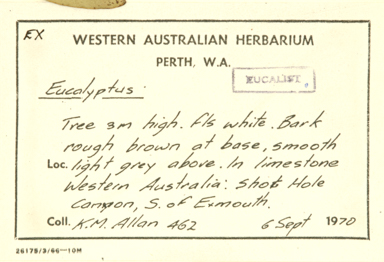 APII jpeg image of Eucalyptus prominens  © contact APII