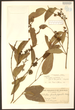 APII jpeg image of Eucalyptus capitellata x piperita  © contact APII