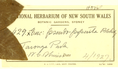 APII jpeg image of Eucalyptus capitellata x piperita  © contact APII