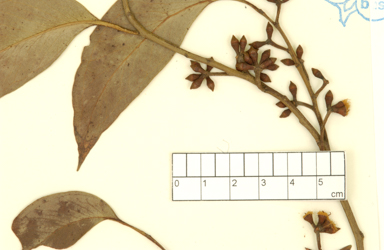 APII jpeg image of Eucalyptus capitellata x piperita  © contact APII