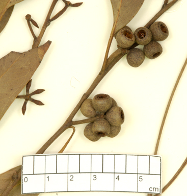 APII jpeg image of Eucalyptus capitellata x piperita  © contact APII