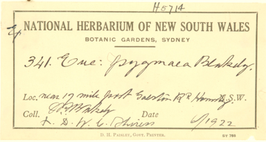 APII jpeg image of Eucalyptus  camfieldii x haemastoma  © contact APII