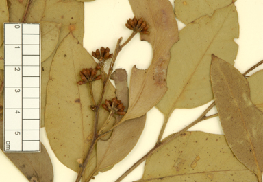 APII jpeg image of Eucalyptus  camfieldii x haemastoma  © contact APII