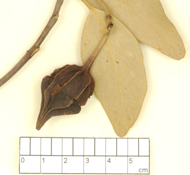 APII jpeg image of Eucalyptus kingsmillii subsp. kingsmillii  © contact APII