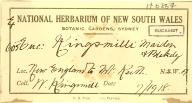 APII jpeg image of Eucalyptus kingsmillii subsp. kingsmillii  © contact APII