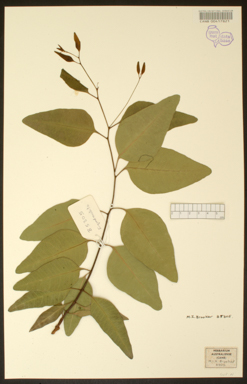 APII jpeg image of Eucalyptus quadricostata  © contact APII